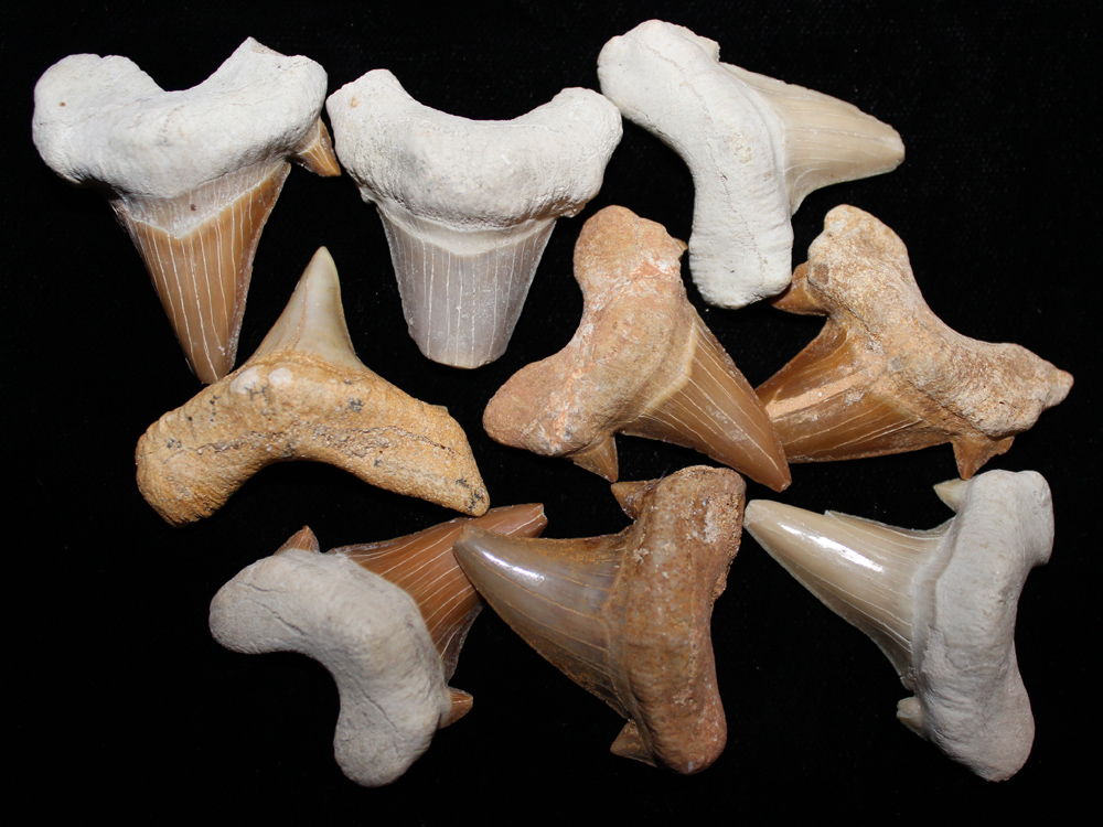 Large Fossil Shark Teeth