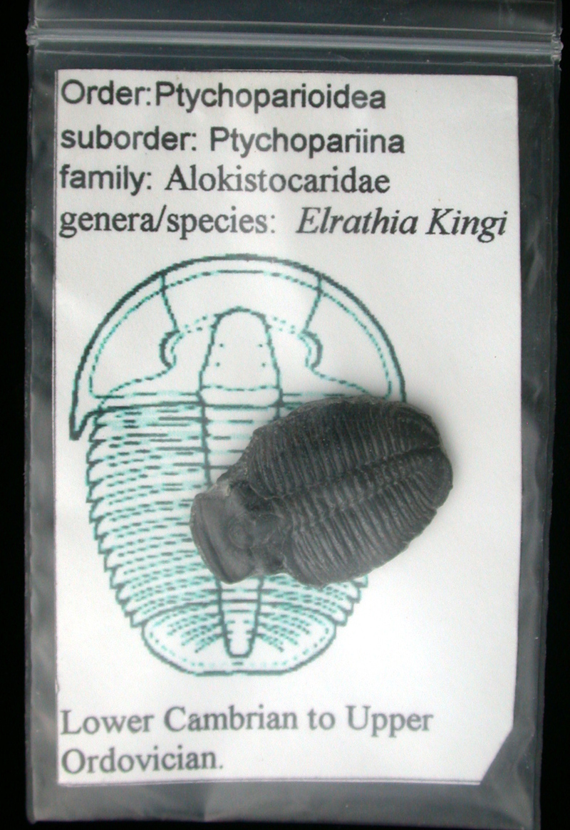 Attributed Trilobites